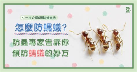 家裡一直有螞蟻|怎麼防螞蟻？螞蟻大軍怕什麼？居家螞蟻防治專家告訴。